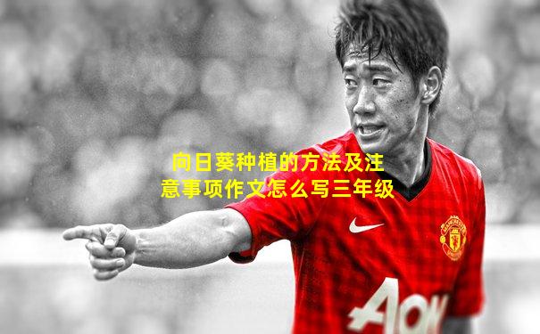 向日葵种植的方法及注意事项作文怎么写三年级